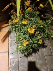 Tagetes erecta