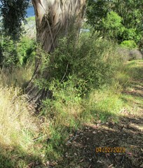 Coprosma propinqua