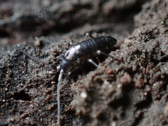 Tomocerus minor