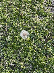 Taraxacum