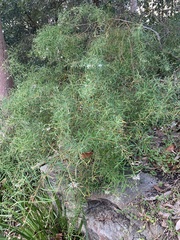 Grevillea linearifolia