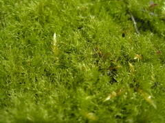 Leptobryum pyriforme
