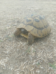 Testudo graeca