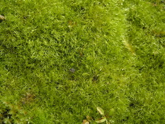 Leptobryum pyriforme