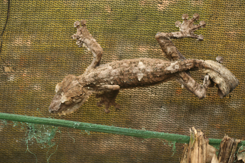 Giant Leaf-tailed Gecko