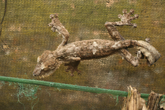 Common Flat-Tail Gecko photo 3