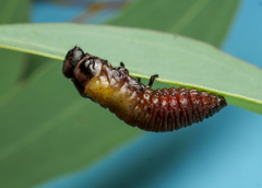 Paropsisterna anomala