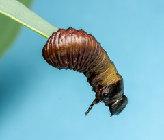 Paropsisterna anomala