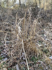 Andropogon virginicus