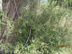 Coprosma propinqua