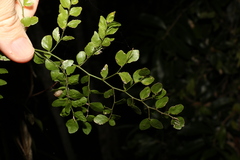 Capparis sarmentosa
