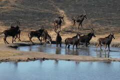 Hippotragus niger niger
