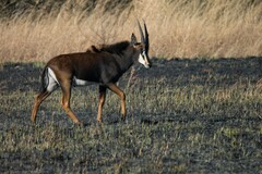 Hippotragus niger niger