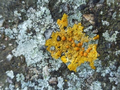 Teloschistaceae