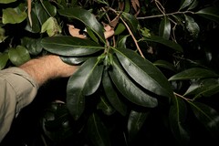 Siphonodon australis