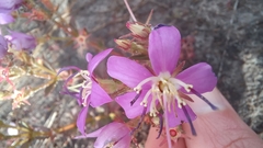 Acisanthera alsinaefolia