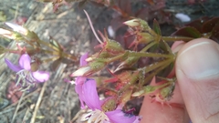 Acisanthera alsinaefolia