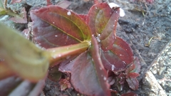 Acisanthera alsinaefolia