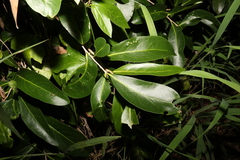 Siphonodon australis