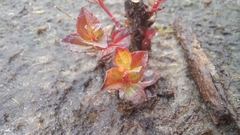 Acisanthera alsinaefolia