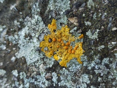 Teloschistaceae