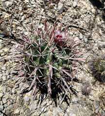 Ferocactus recurvus
