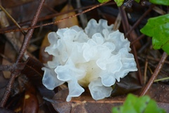 Tremella fuciformis image