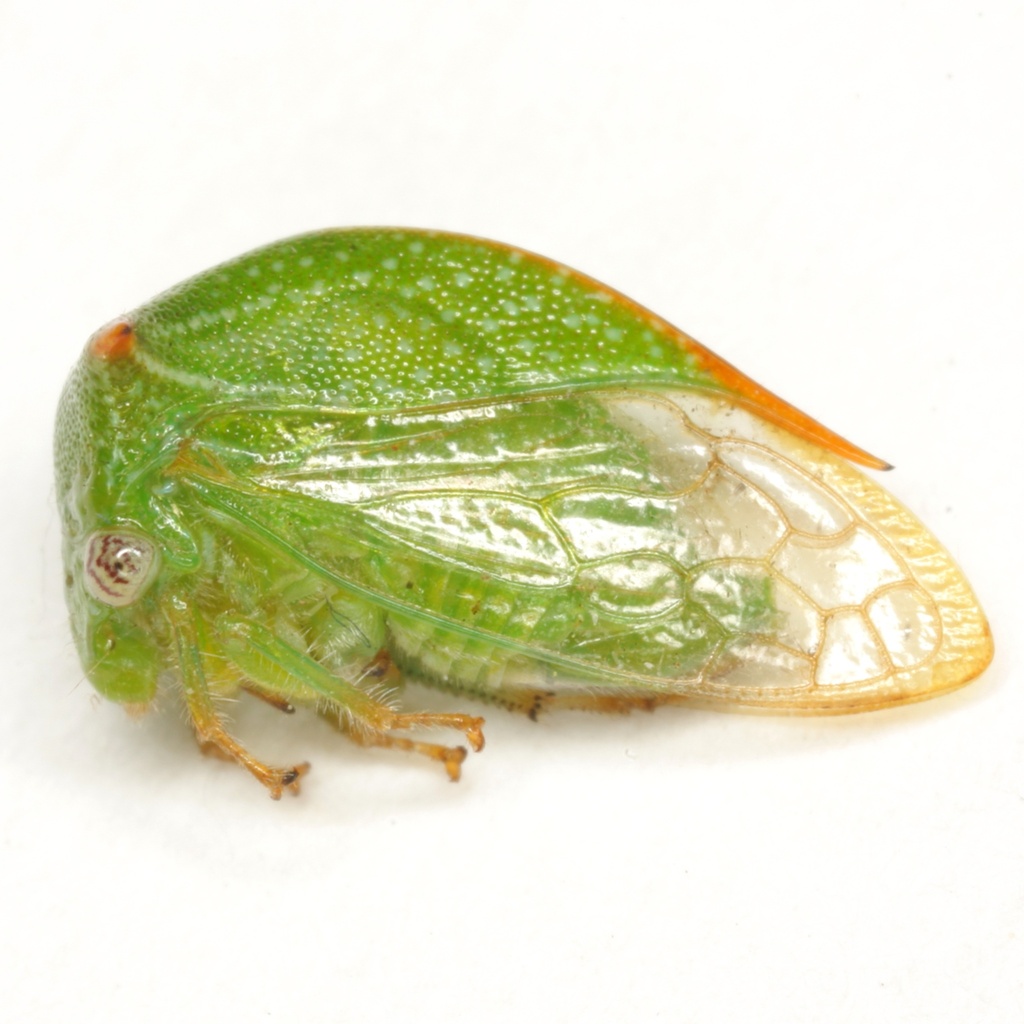 Stictolobus arcuatus