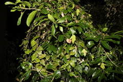 Siphonodon australis