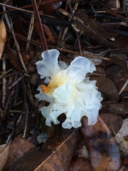 Tremella fuciformis image