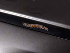 Palpita flegia