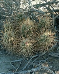 Echinocereus enneacanthus enneacanthus