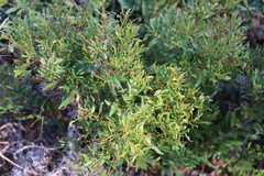 Morella pumila