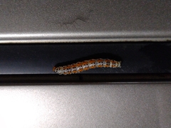Palpita flegia