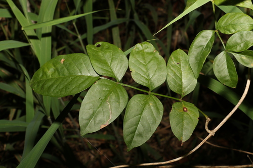 Image of Pandorea floribunda by (c) Greg Tasney, some rights reserved (CC BY-SA)