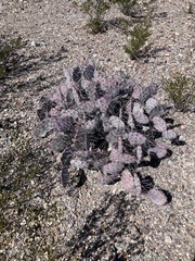 Opuntia azurea