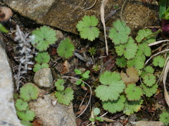 Hydrocotyle moschata moschata