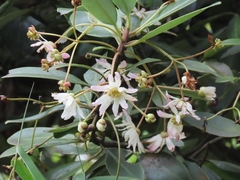Drimys granadensis