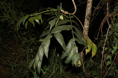 Flindersia schottiana