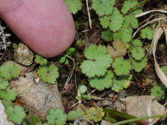 Hydrocotyle moschata moschata