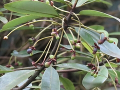 Drimys granadensis