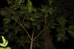 Flindersia schottiana