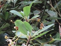Drimys granadensis