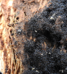 Monomorium ergatogyna