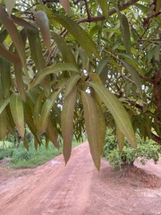 Mangifera