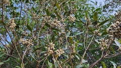 Lithraea brasiliensis