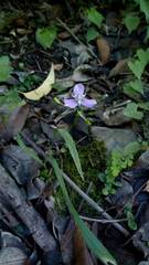 Ennealophus euryandrus