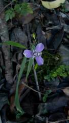 Ennealophus euryandrus