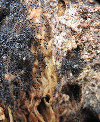 Monomorium ergatogyna