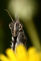 Empusa fasciata